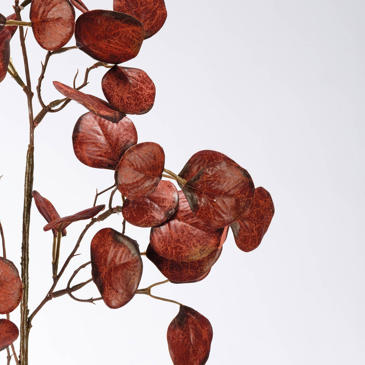 Burgundy Silver Dollar Eucalyptus Stem