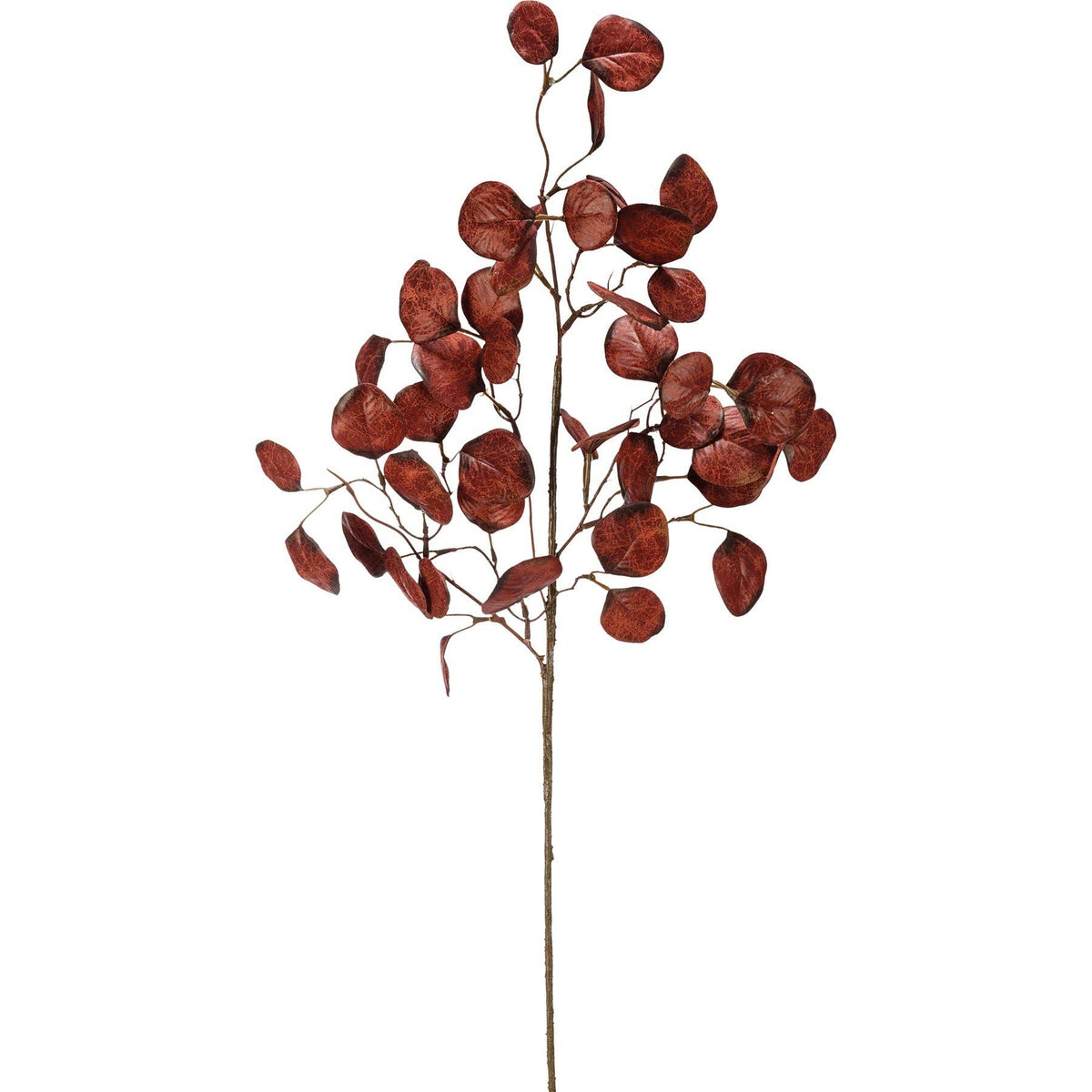 Burgundy Silver Dollar Eucalyptus Stem