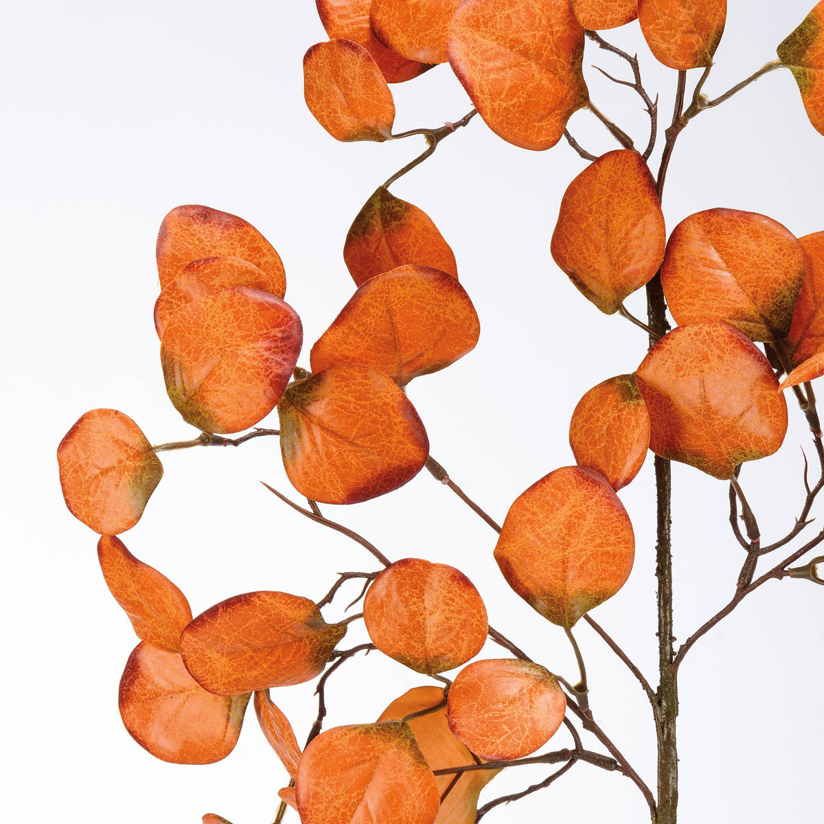 Orange Silver Dollar Eucalyptus Stem