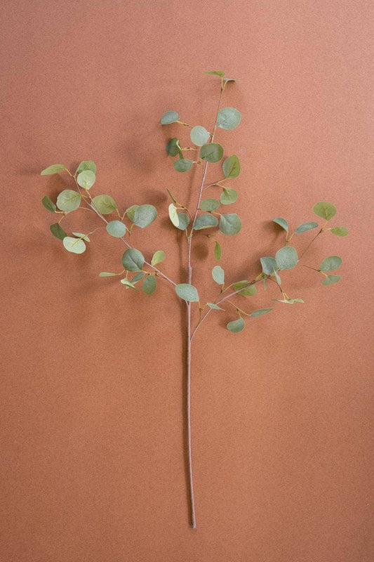 Silver Dollar Eucalyptus Stems
