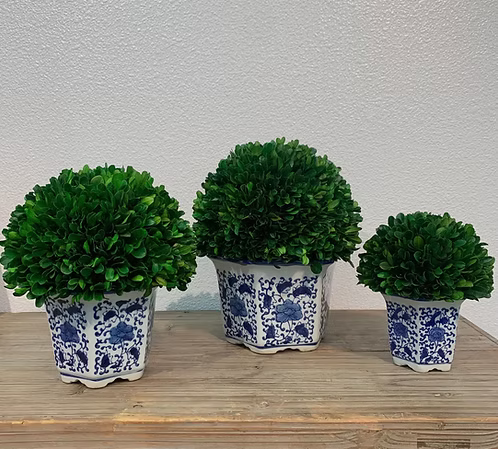 Boxwood Topiary in Hexagon Blue & White Pot