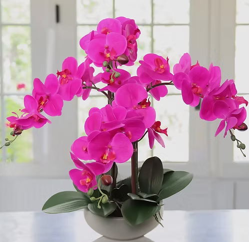 20" Fuchsia Phalaenopsis Orchid in Pot