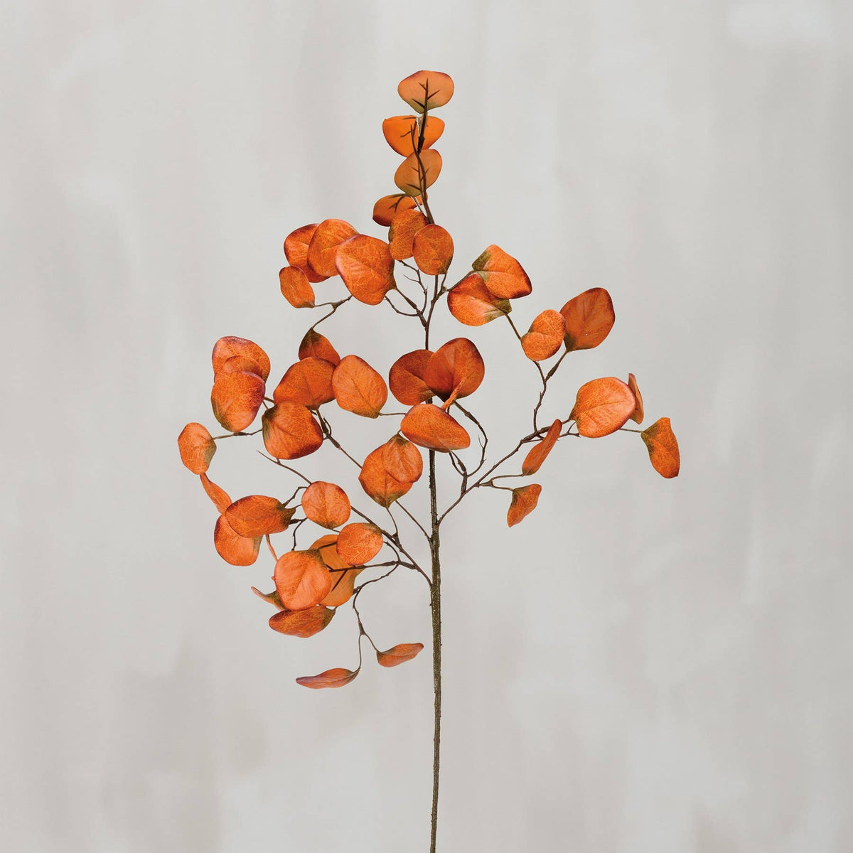 Orange Silver Dollar Eucalyptus Stem