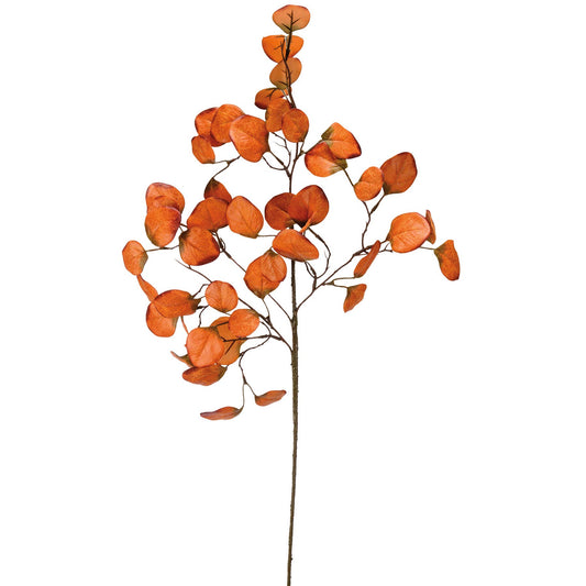 Orange Silver Dollar Eucalyptus Stem