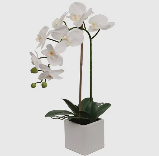 White Phalaenopsis Orchid in Pot
